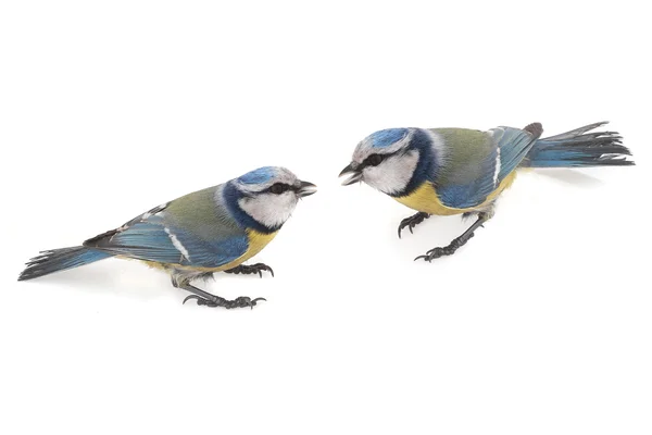 Caeruleus titmouse — Stock Fotó