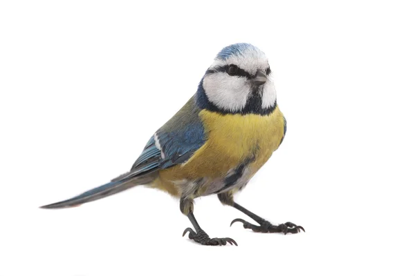 Caeruleus titmouse — Zdjęcie stockowe