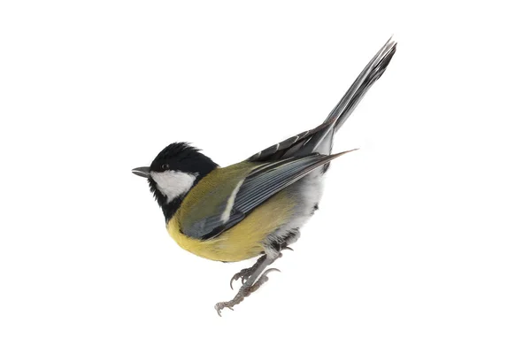 Titmouse — Stock fotografie