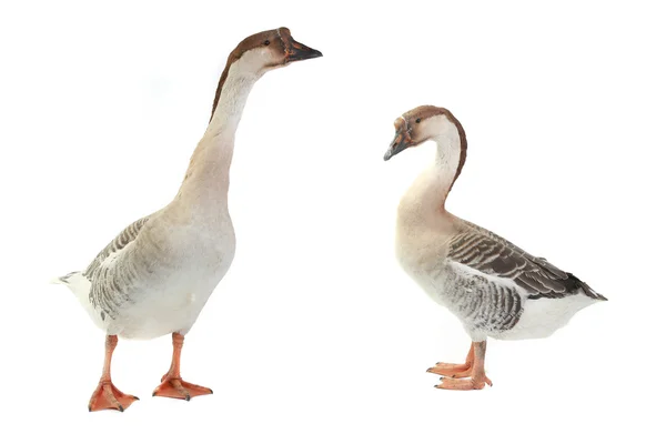 Twee gans — Stockfoto