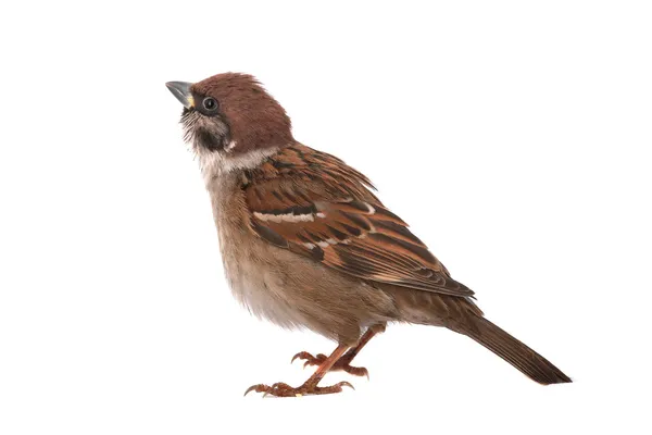 Sparrow — Stock Photo, Image