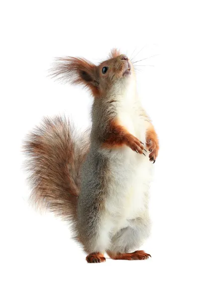 Eichhörnchen, — Stockfoto