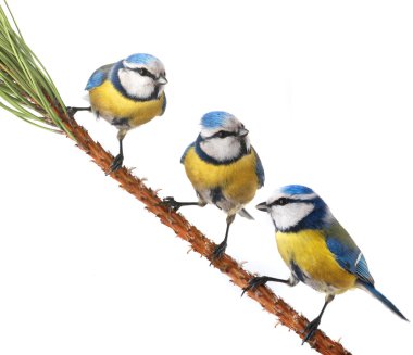 caeruleus baştankara