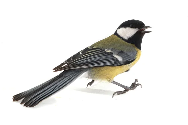 Titmouse — Stock Photo, Image