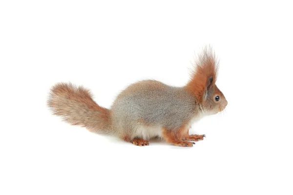 Squirrel — Stock Photo, Image