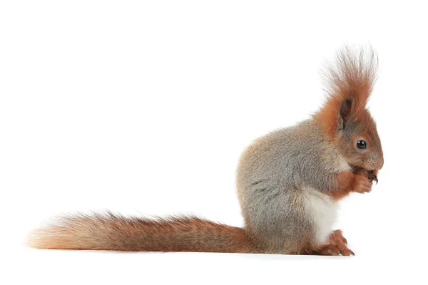 Squirrel — Stock Photo, Image