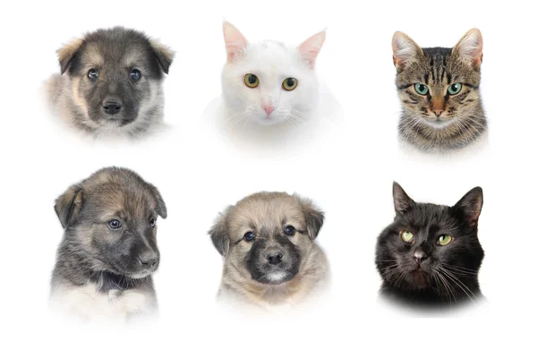Cats and dogs — Stock Photo, Image