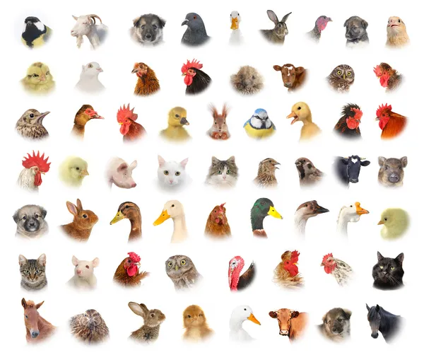 Animales y aves — Foto de Stock