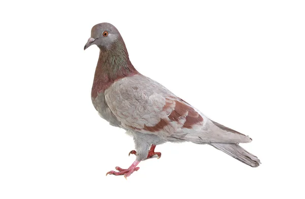 Šedé holubice — Stock fotografie