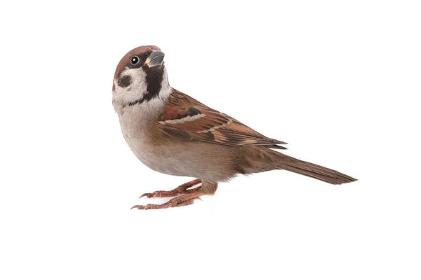 Sparrow — Stock fotografie