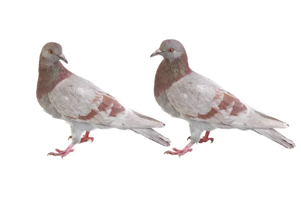 Šedé holubice — Stock fotografie