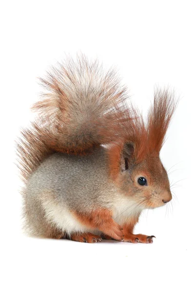 Squirrel — Stock Photo, Image