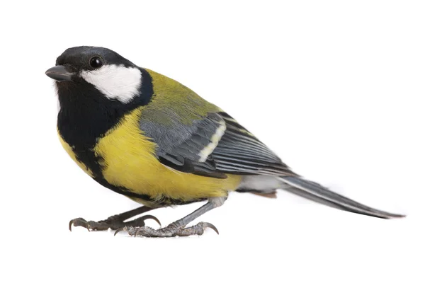 Titmouse. — Foto de Stock