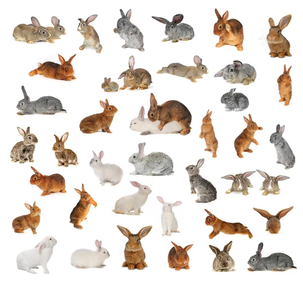 Grey rabbit — Stock Photo, Image