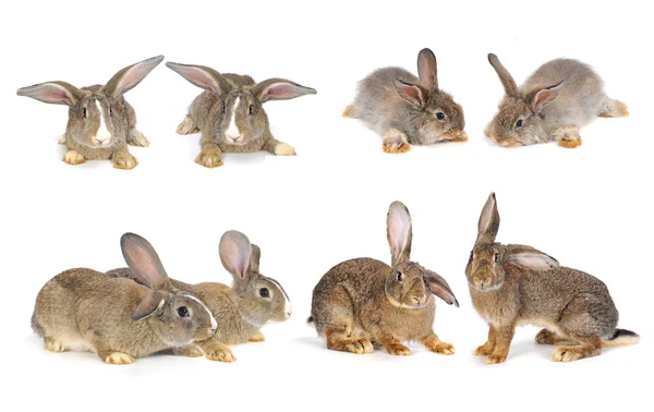 Grey rabbit — Stock Photo, Image