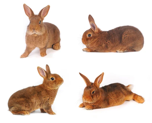 Brown Rabbit — Stock Photo, Image