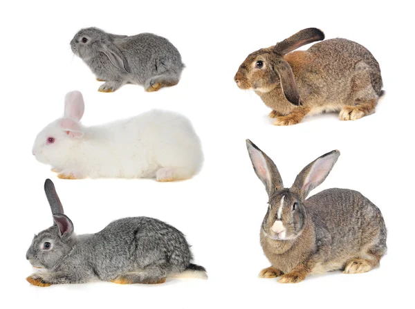 Brown Rabbit — Stock Photo, Image