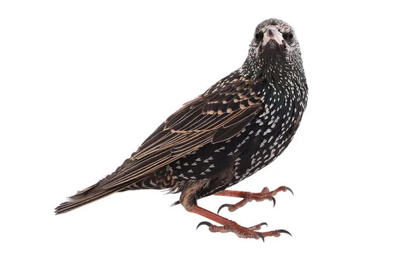 유럽 starling — 스톡 사진