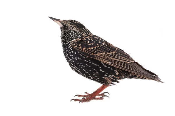 European starling — Stock Photo, Image