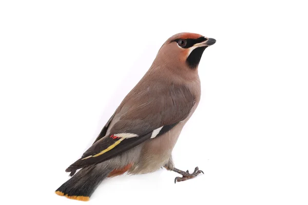 Bohemian Waxwing — Stock Photo, Image