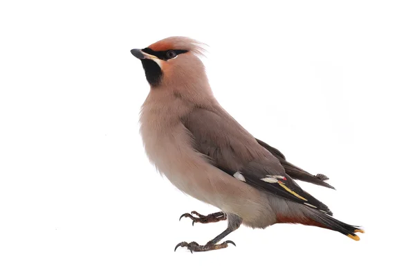 Bohemian Waxwing — Stock Photo, Image