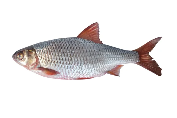 Rudd de peixe — Fotografia de Stock