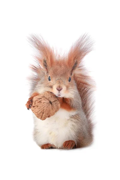 Squirrel — Stock Photo, Image