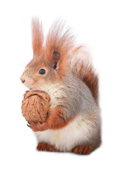 Squirrel — Stock Photo, Image