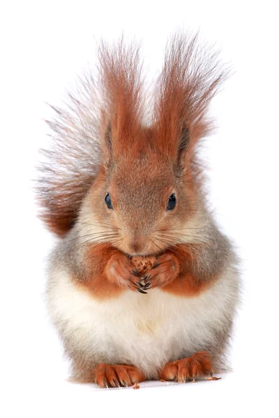 Squirrel — Stock Photo, Image