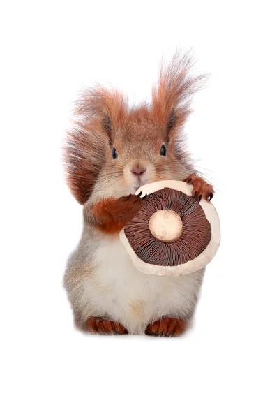 Squirrel — Stock Photo, Image