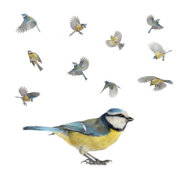 caeruleus baştankara