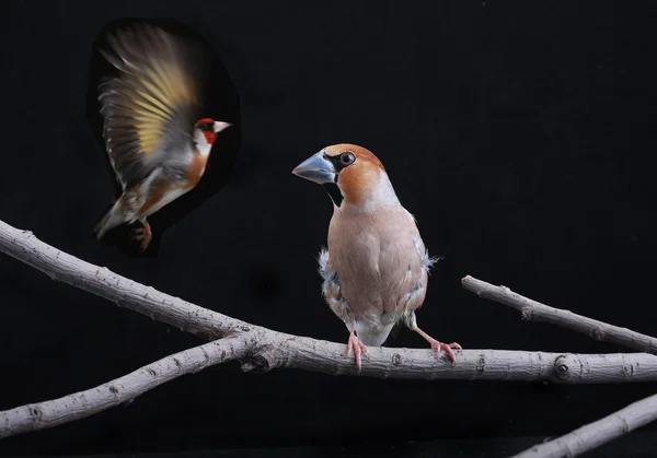 Grosbeak and goldfinch — Stock Photo, Image