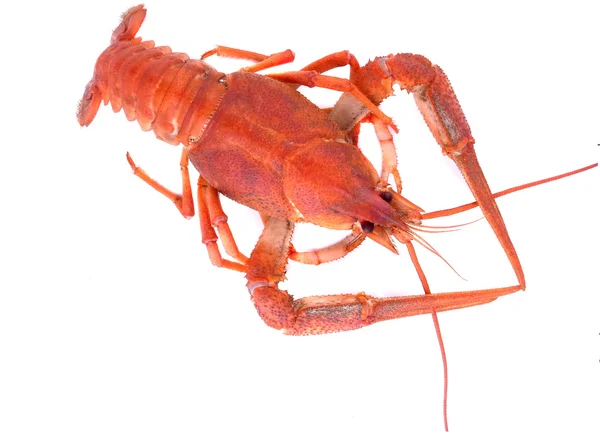 Red crawfish — Stock Photo, Image
