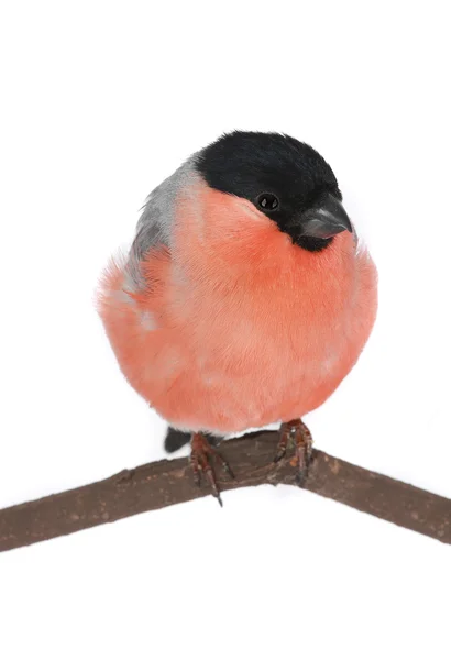 Bullfinch — Stock Photo, Image