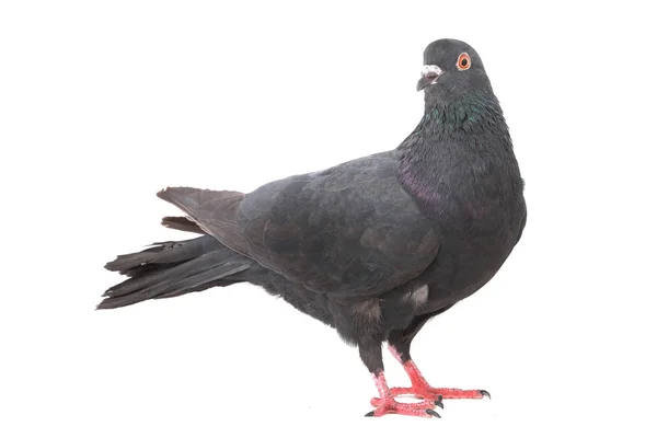 Güvercin — Stok fotoğraf