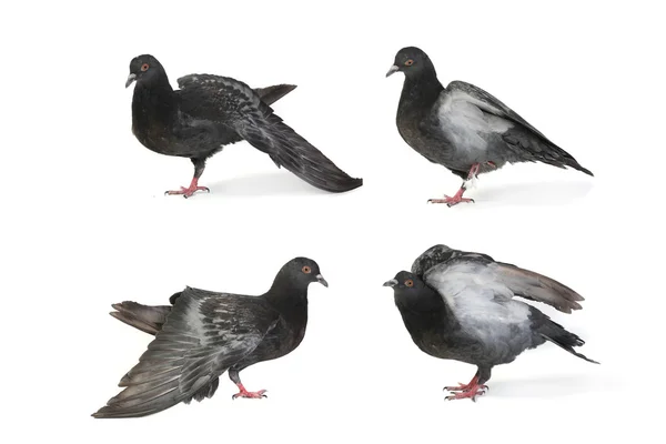 Doves — Stock Photo, Image