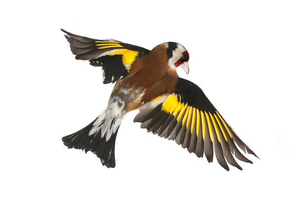 Goldfinch — Stock fotografie