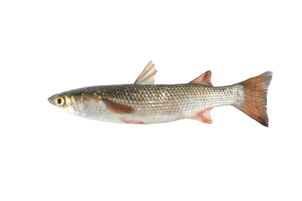 Salmonete — Foto de Stock