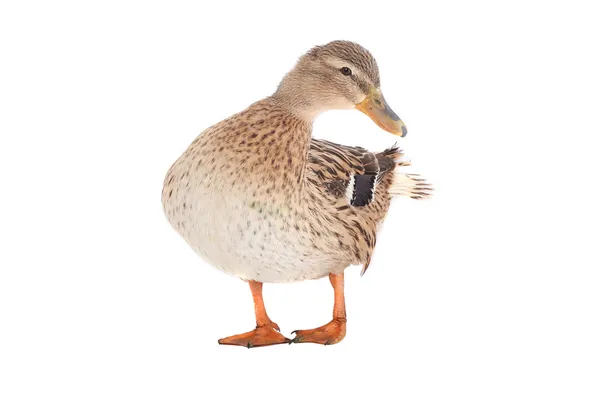 Wild duck — Stock Photo, Image