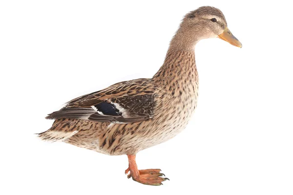 Wild duck — Stockfoto