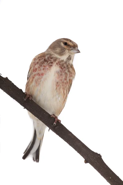 Linnet. — Fotografia de Stock