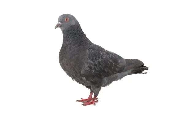 Dove — Stock Photo, Image