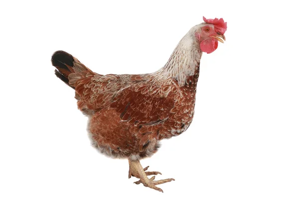 Brown hen — Stock Photo, Image