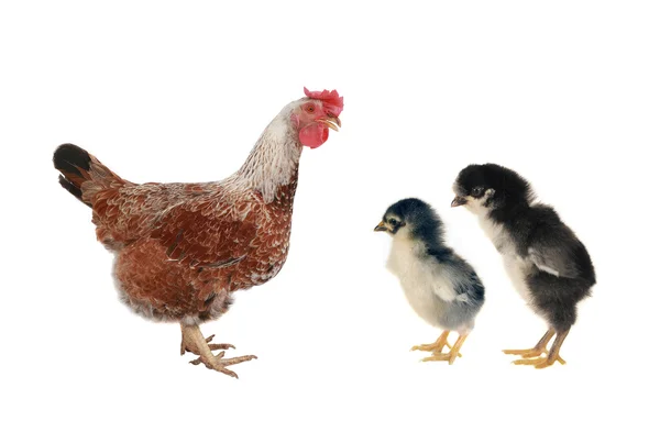 Gallina marrón — Foto de Stock