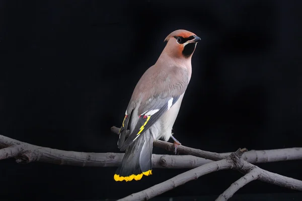 Bohemian Waxwing — Stock Photo, Image