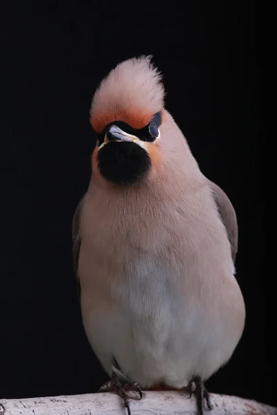 Bohemian Waxwing — Stock Photo, Image