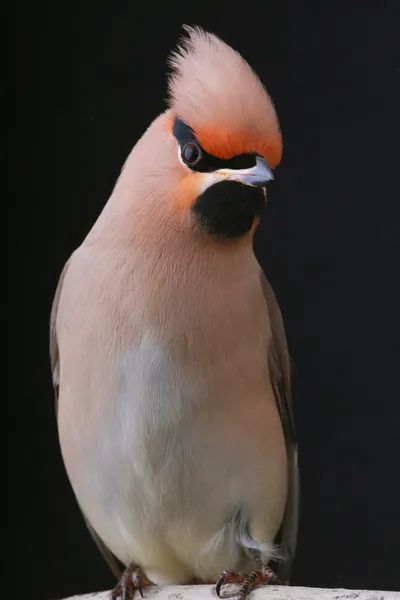 보헤미안 waxwing — 스톡 사진