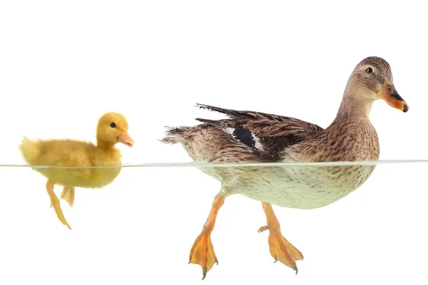 Duck — Stock Photo, Image