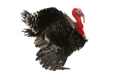 Turkey clipart