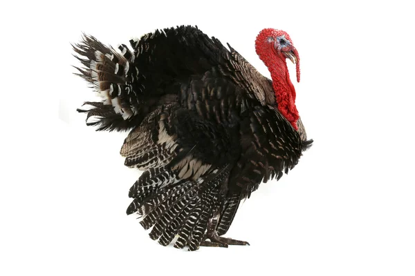 Turkey — Stock Photo, Image